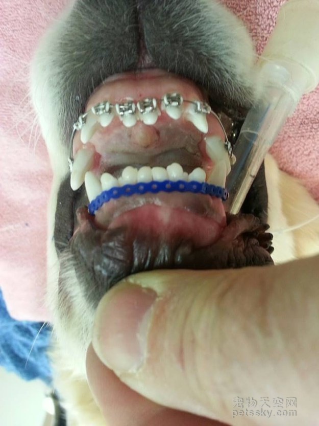 金毛牙不齐,金毛牙齿不齐视频