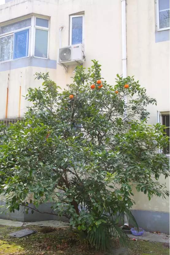 公园里的橙子树,公园里的橙子起什么作用