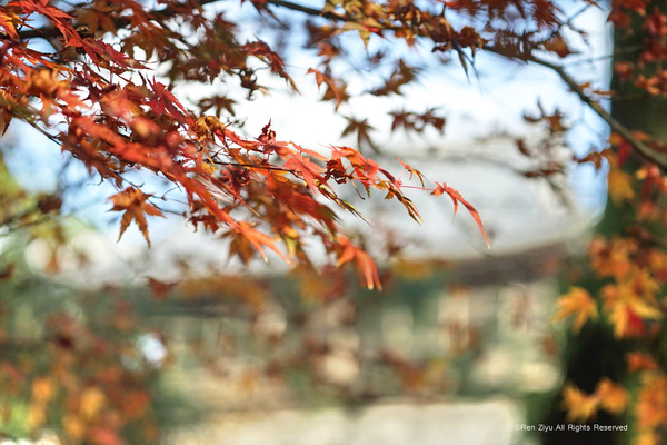 日本九州篇福冈,日本九州7天旅游攻略推荐