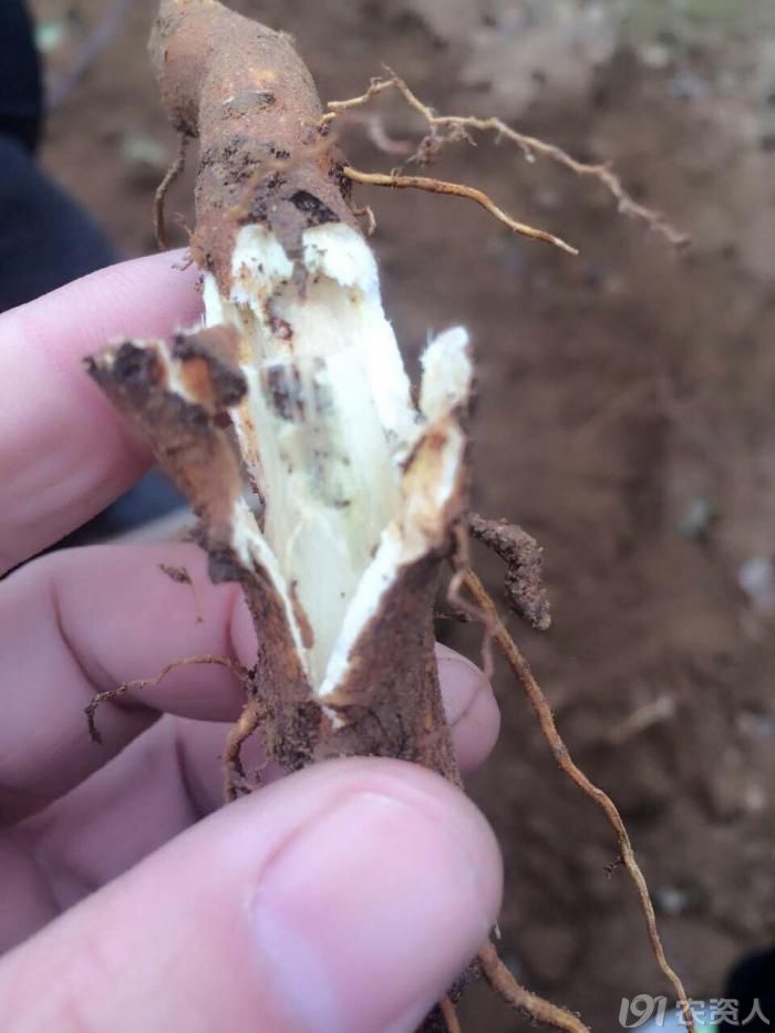 果树重金属中毒怎么办,果树锰中毒怎么办