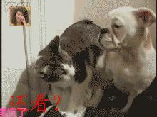 狗狗八字脚是怎么样的呢,狗狗八字脚