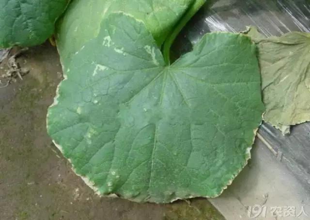 黄瓜用小苏打加红糖能防治病害,亮盾与阿米西达防治黄瓜病害