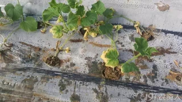 黄瓜用小苏打加红糖能防治病害,亮盾与阿米西达防治黄瓜病害