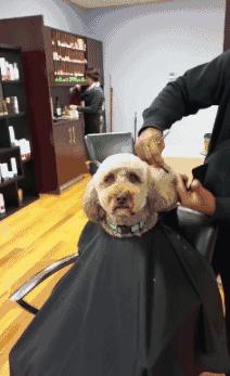 为什么刚剪完头发总感觉变丑啦,为什么刚剪完头发总觉得很丑