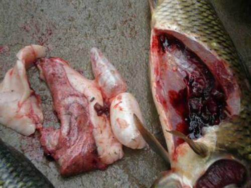 鱼病为啥治不好,养殖鱼塘鱼病用药大全