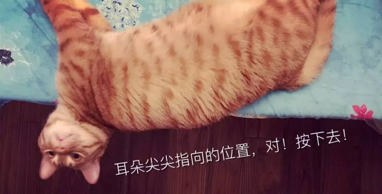 猫咪孕期最常见的8个问题，你准备好了吗？