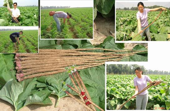 牛蒡的功效与作用牛蒡的药用价值,牛蒡的功效与作用牛蒡配什么煲汤