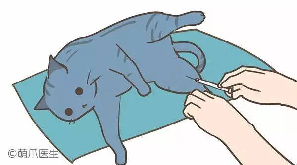 喵星人为什么剃毛,喵星人为什么会乱撒尿