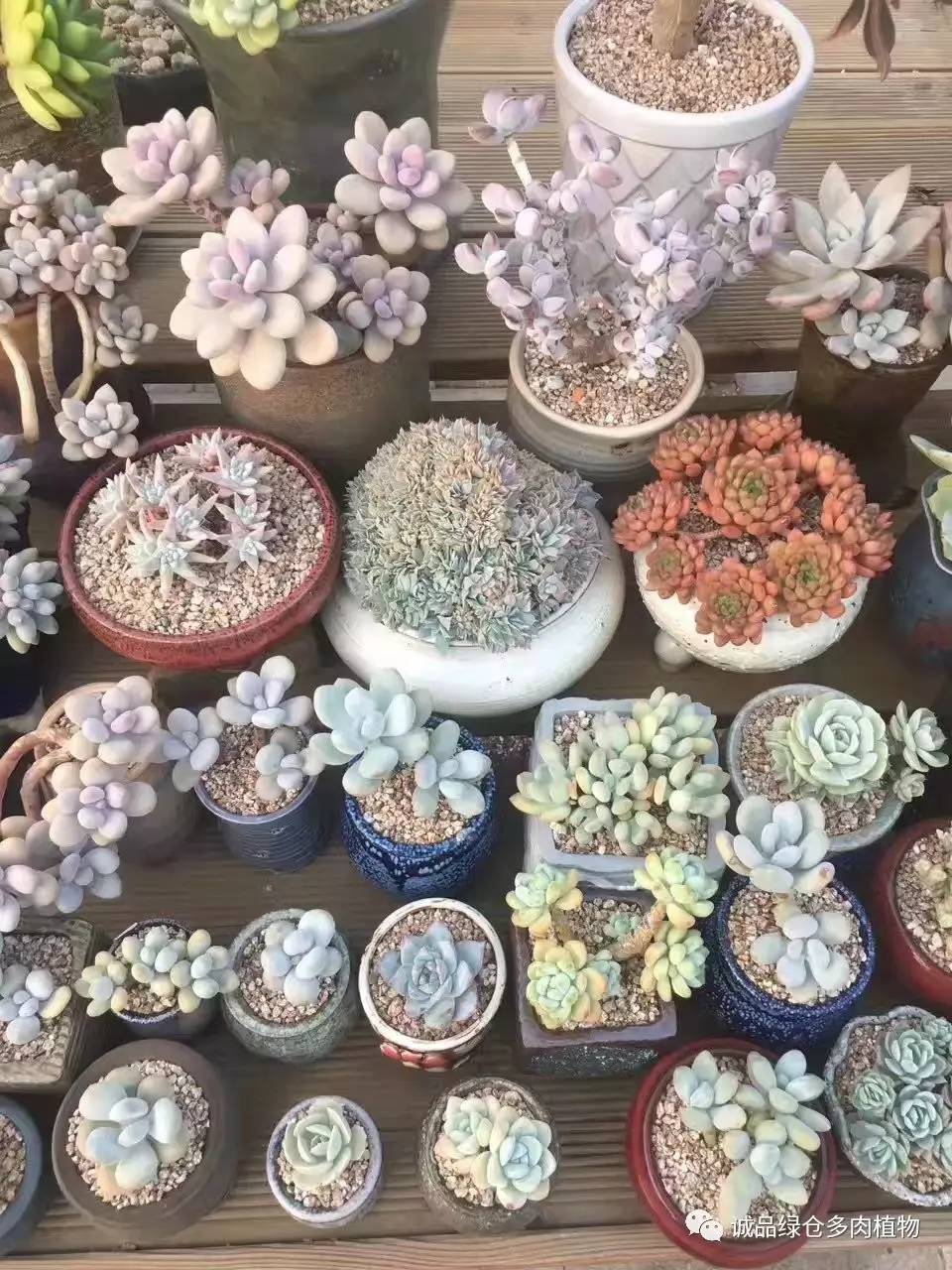 秀妍肉肉倒盆后的变化,多肉大棚展示图