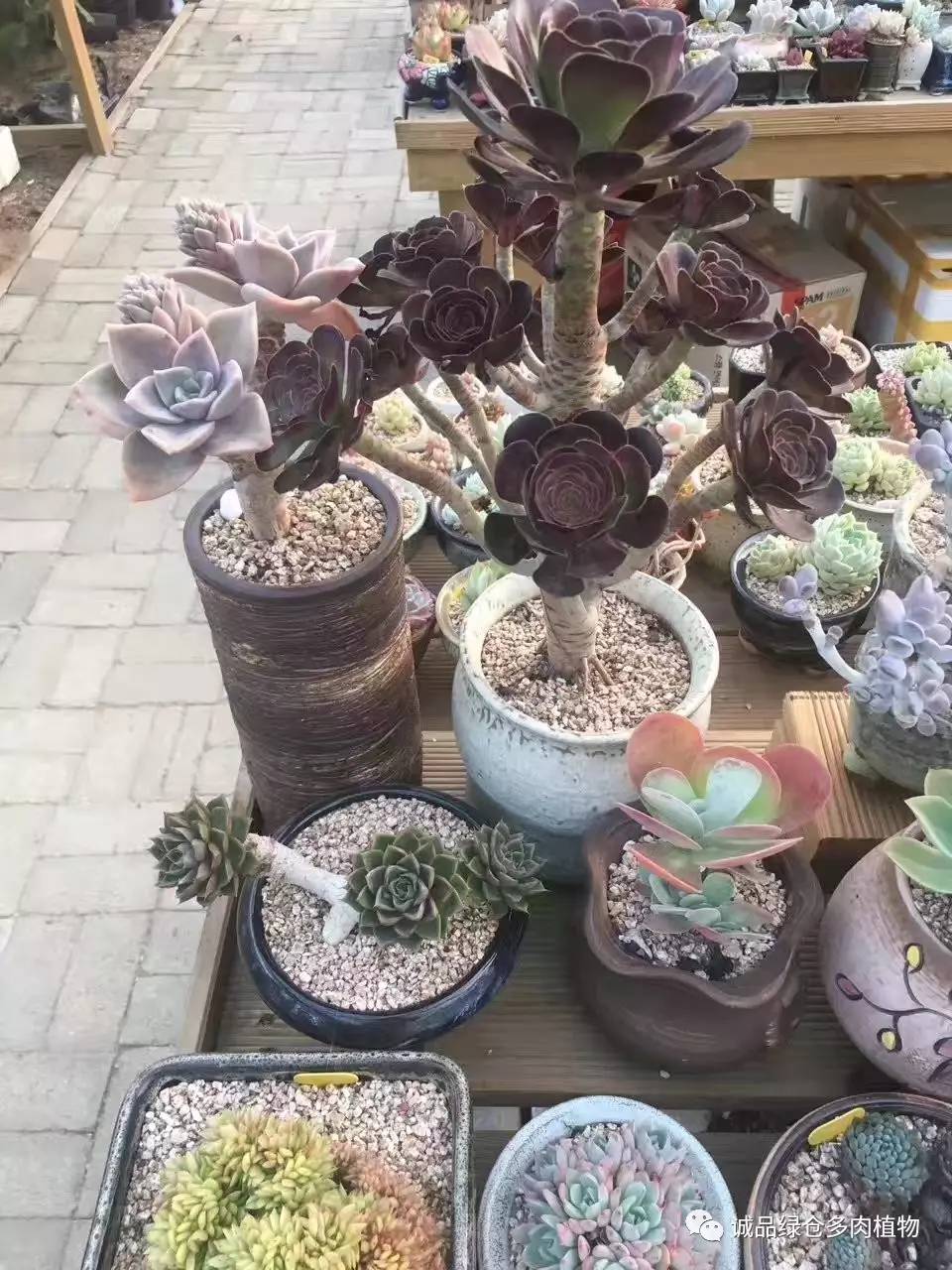 秀妍肉肉倒盆后的变化,多肉大棚展示图