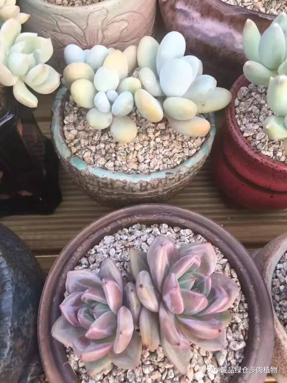 秀妍肉肉倒盆后的变化,多肉大棚展示图