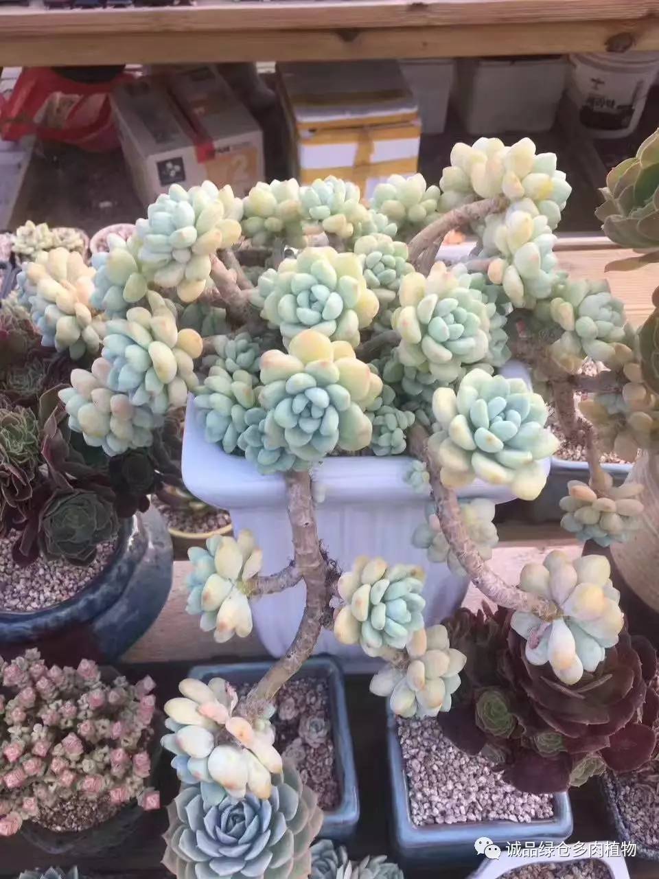 秀妍肉肉倒盆后的变化,多肉大棚展示图