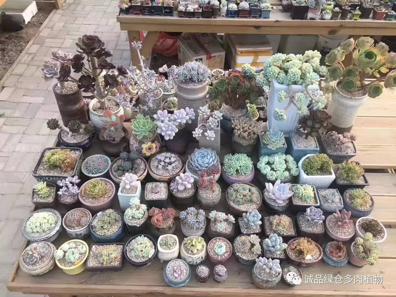 秀妍肉肉倒盆后的变化,多肉大棚展示图