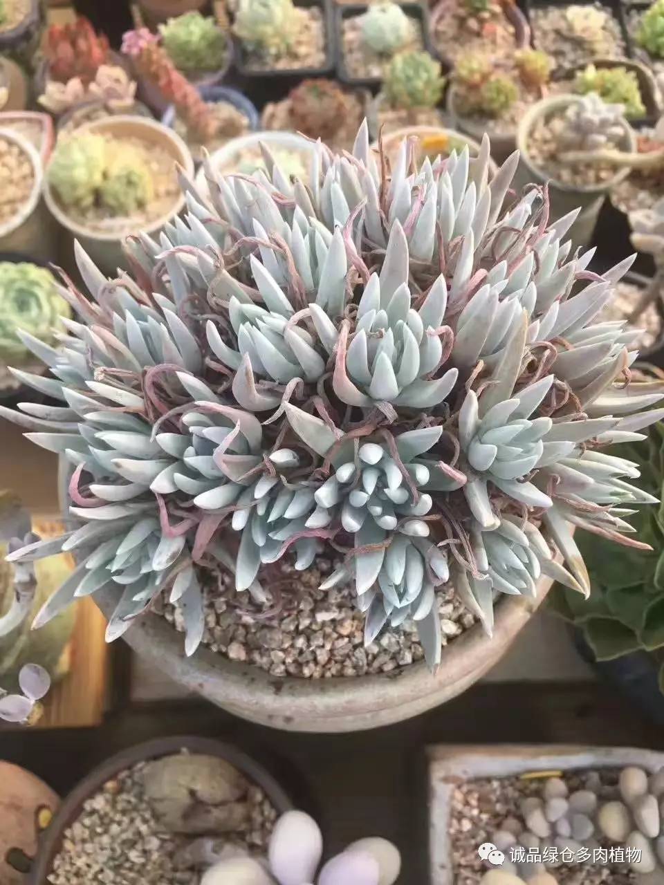 秀妍肉肉倒盆后的变化,多肉大棚展示图