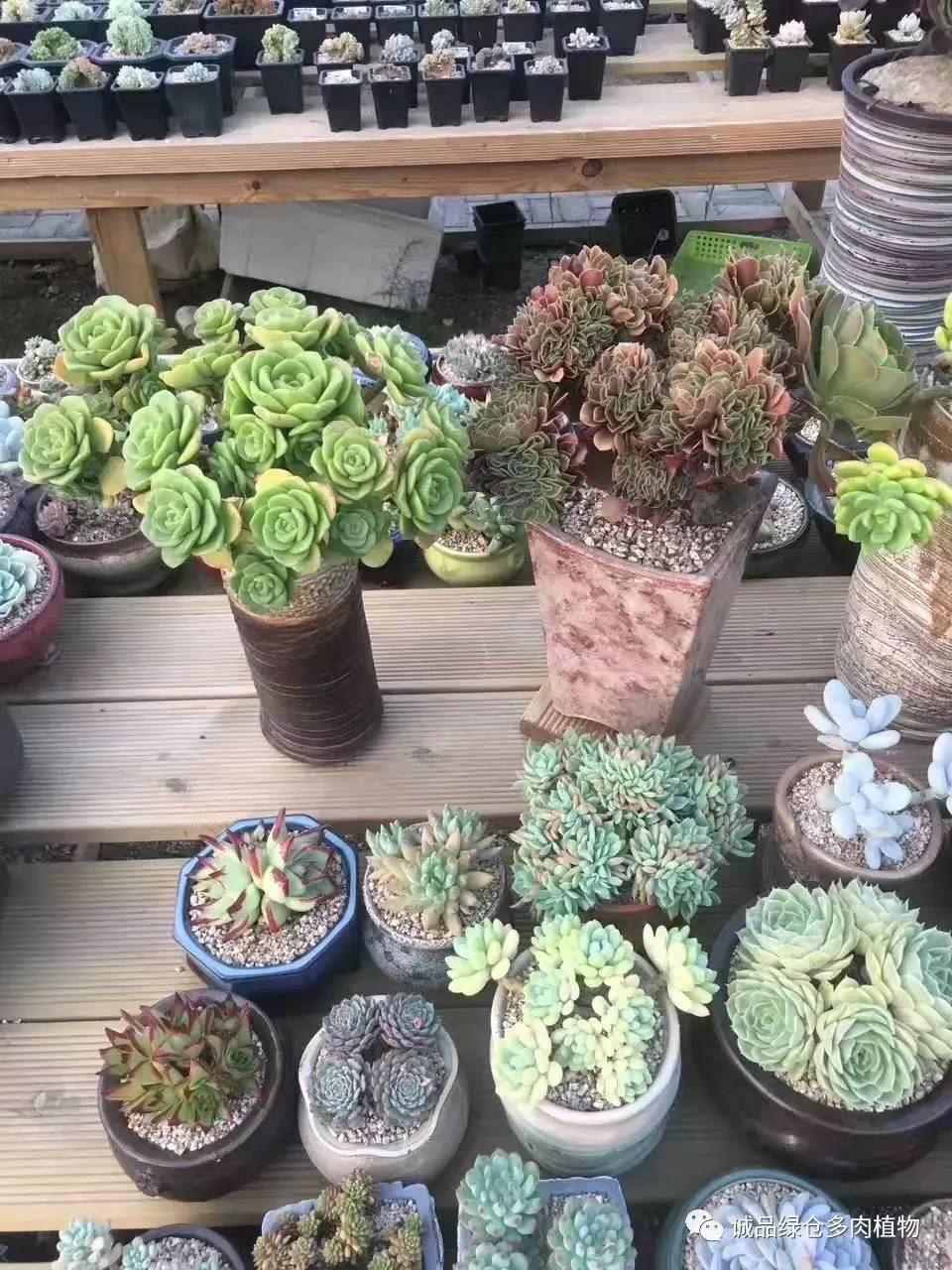 秀妍肉肉倒盆后的变化,多肉大棚展示图