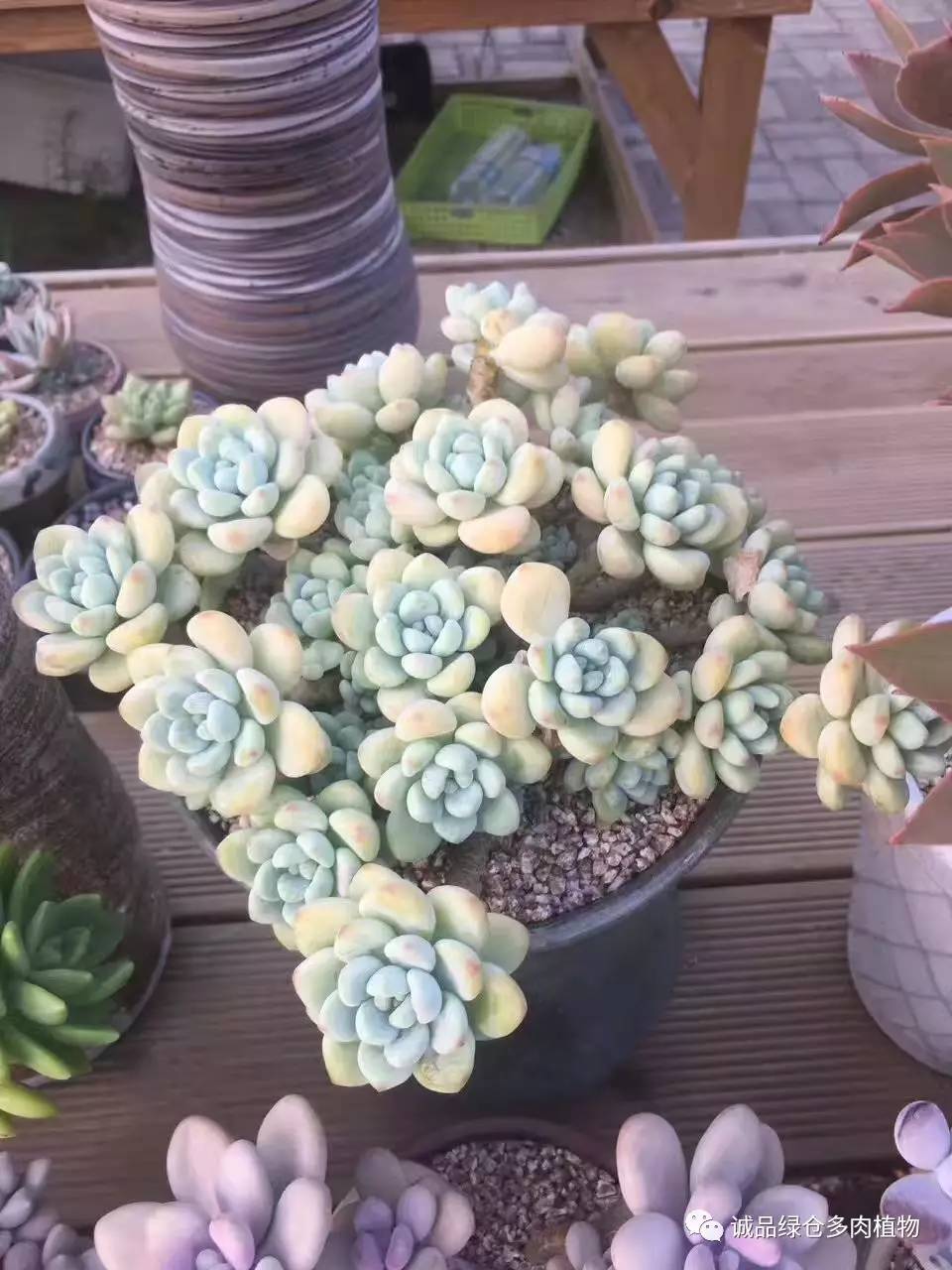 秀妍肉肉倒盆后的变化,多肉大棚展示图