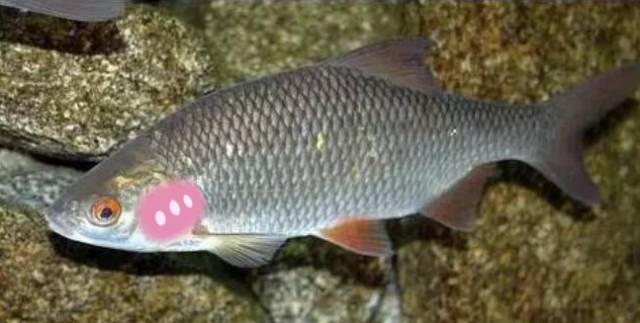 避孕药被排入下水道……英国有很大一部分鱼变性了……变性了……性了……