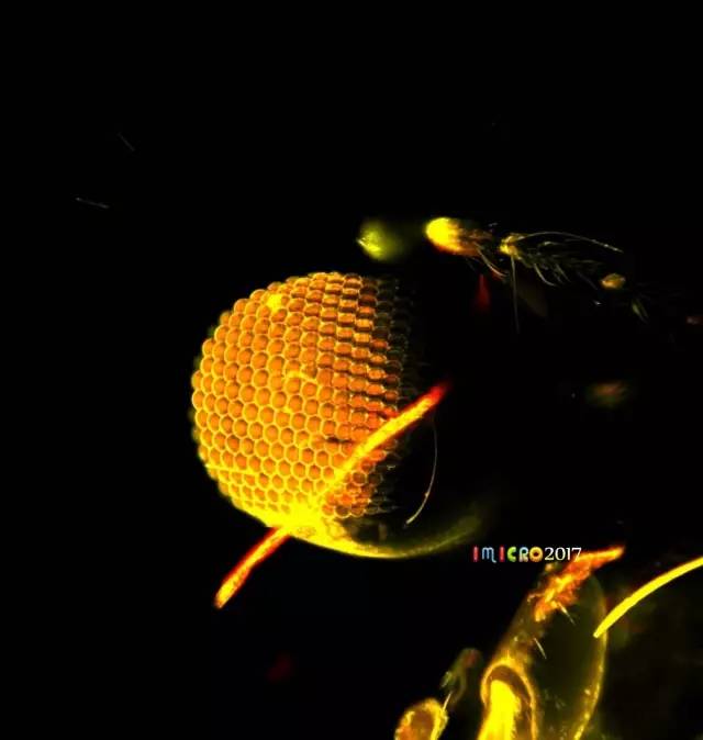 微观星球显微镜下的奇妙世界,显微镜下的奇妙世界视频