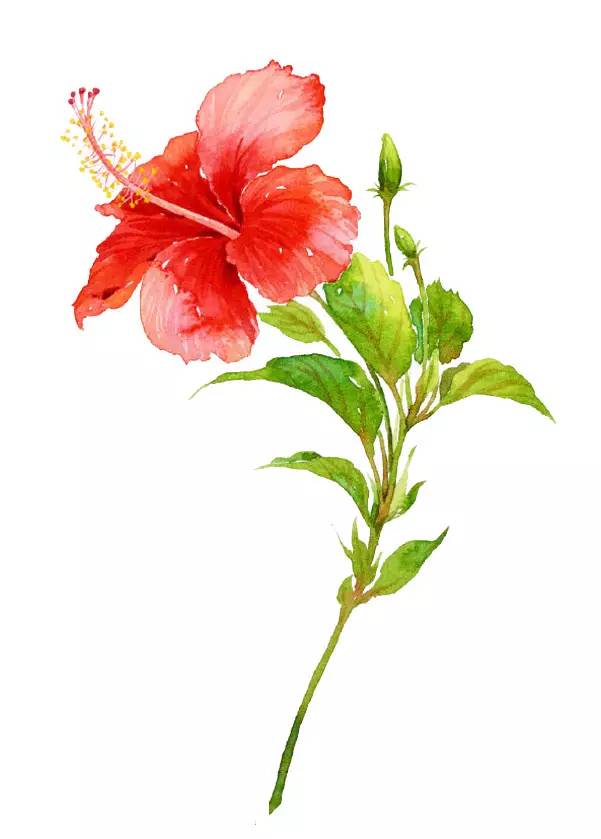 邛崃市2019年优秀教师,2017邛崃优秀青年教师