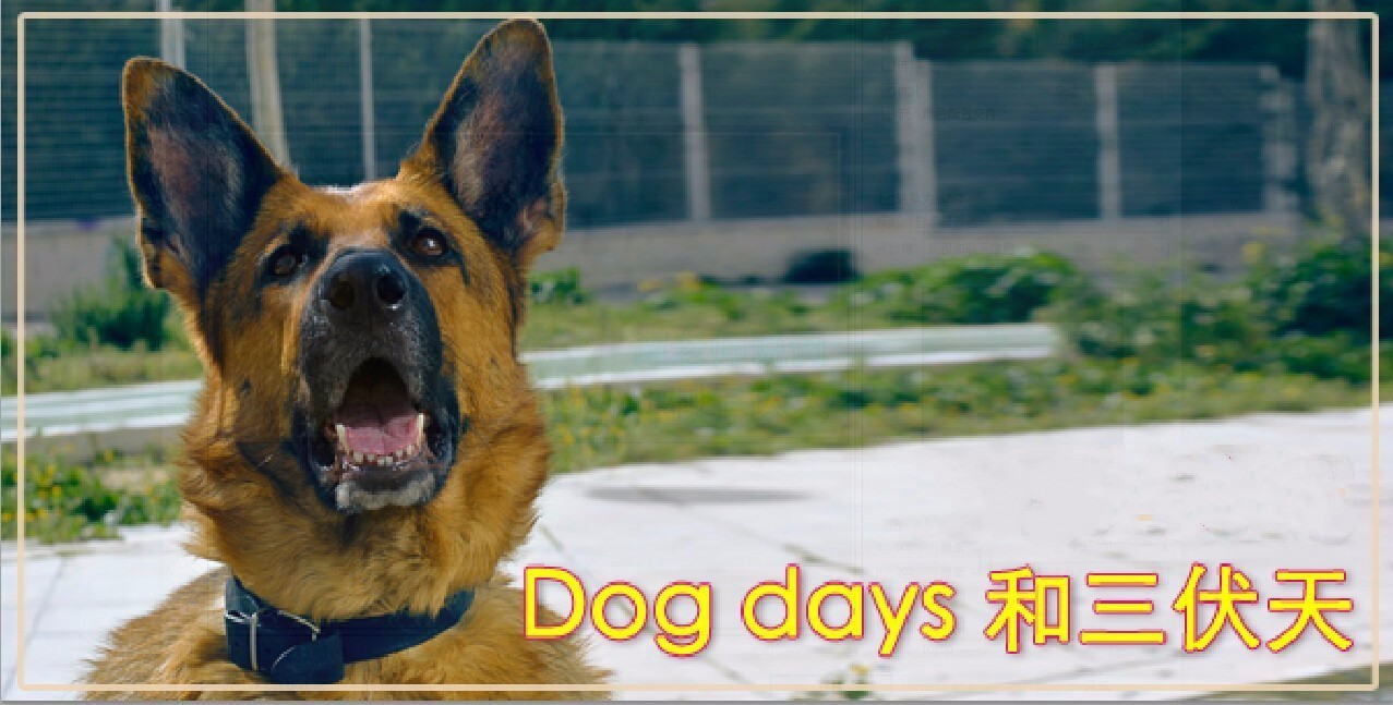 「提醒」三伏天翻译为“DogDays”，说“热成狗”也不无道理……
