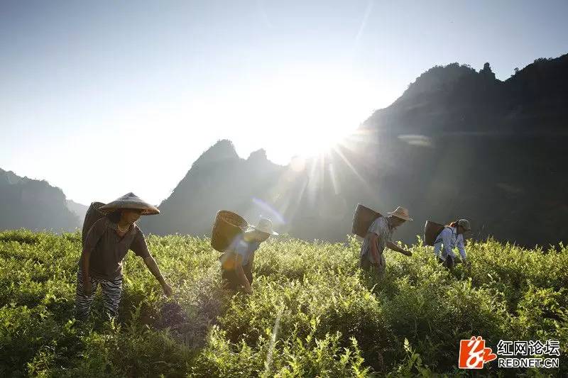 传说中的世外桃源：走进千年土家长寿村