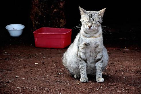 猫咪孕期最常见的8个问题，你准备好了吗？