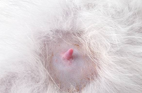 猫咪孕期最常见的8个问题，你准备好了吗？