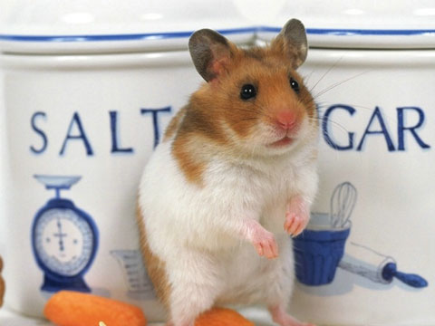 怎么抓布丁仓鼠仓鼠不咬人,银狐仓鼠和布丁仓鼠咬人么