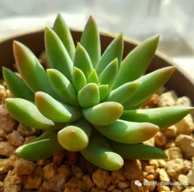 多肉爱好者必须养的有哪些多肉,心头肉多肉