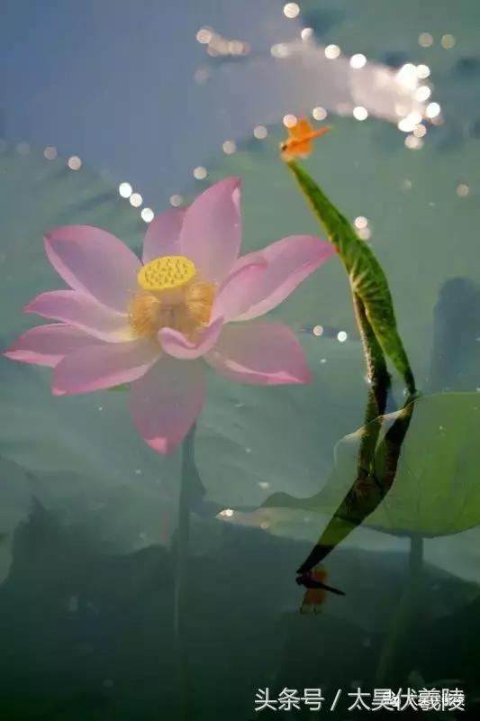 2022淮阳龙湖赏荷旅游月开幕式,中国淮阳龙湖赏荷旅游月活动启动