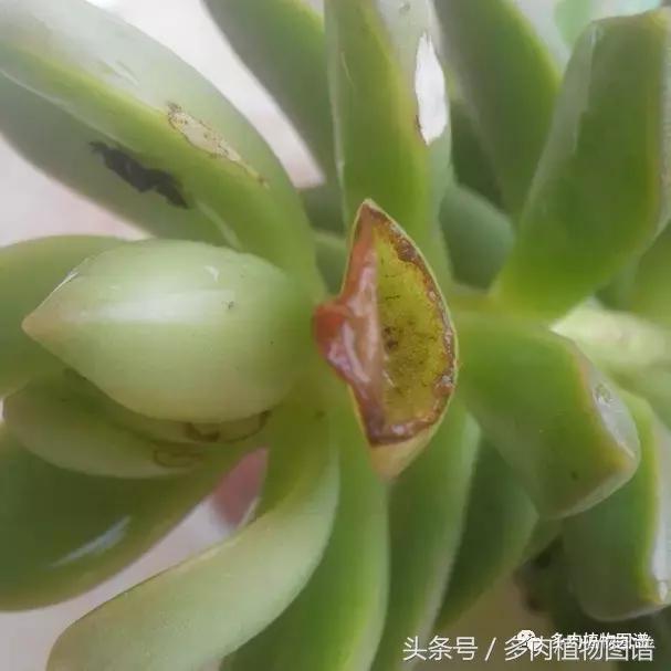 离家一个月20天,离家一个月养猪