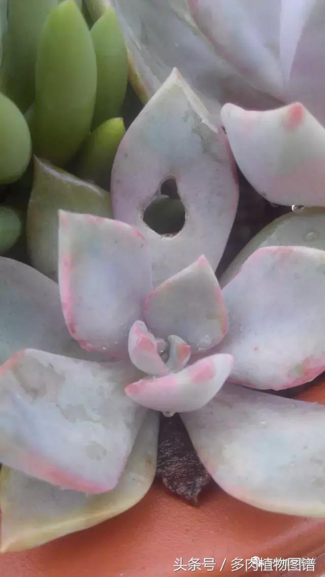 离家一个月20天,离家一个月养猪