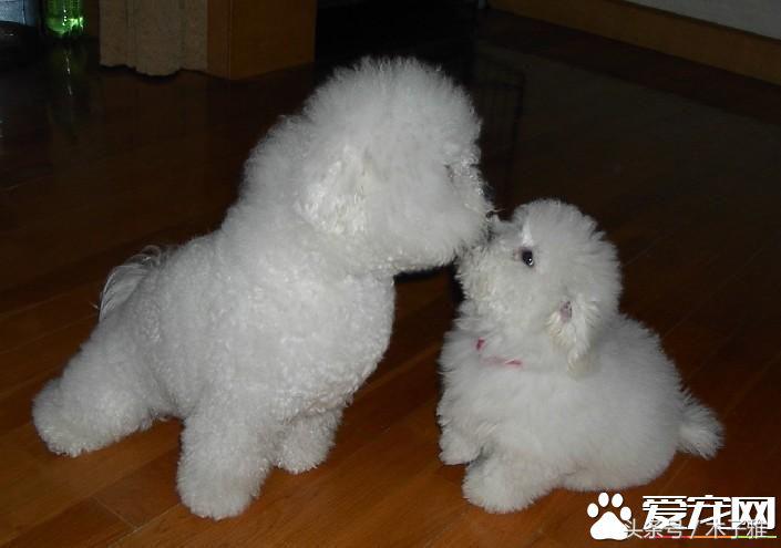 比熊犬梳毛的正确步骤,比熊犬毛怎样才能卷又浓密