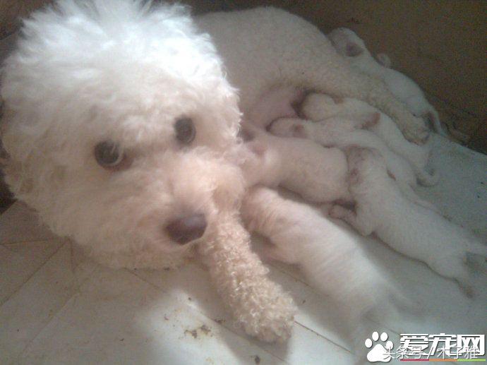 比熊犬梳毛的正确步骤,比熊犬毛怎样才能卷又浓密