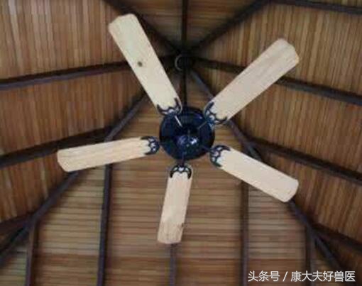 母猪产后可以吹风扇吗,母猪分娩能吹风扇吗