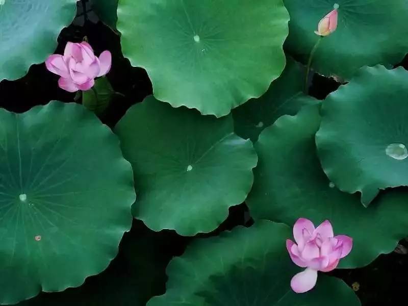 用手机拍照片的技巧,手机什么软件拍出来的照片最好看