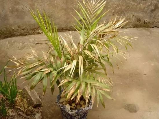 散尾葵焦尖叶黄,散尾葵盆栽叶黄的原因