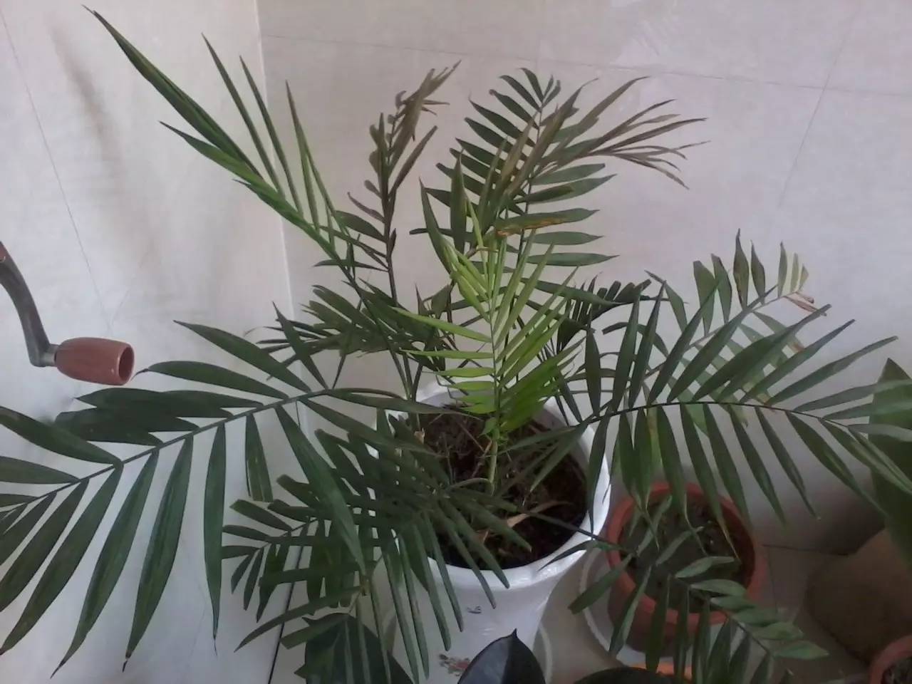 散尾葵焦尖叶黄,散尾葵盆栽叶黄的原因