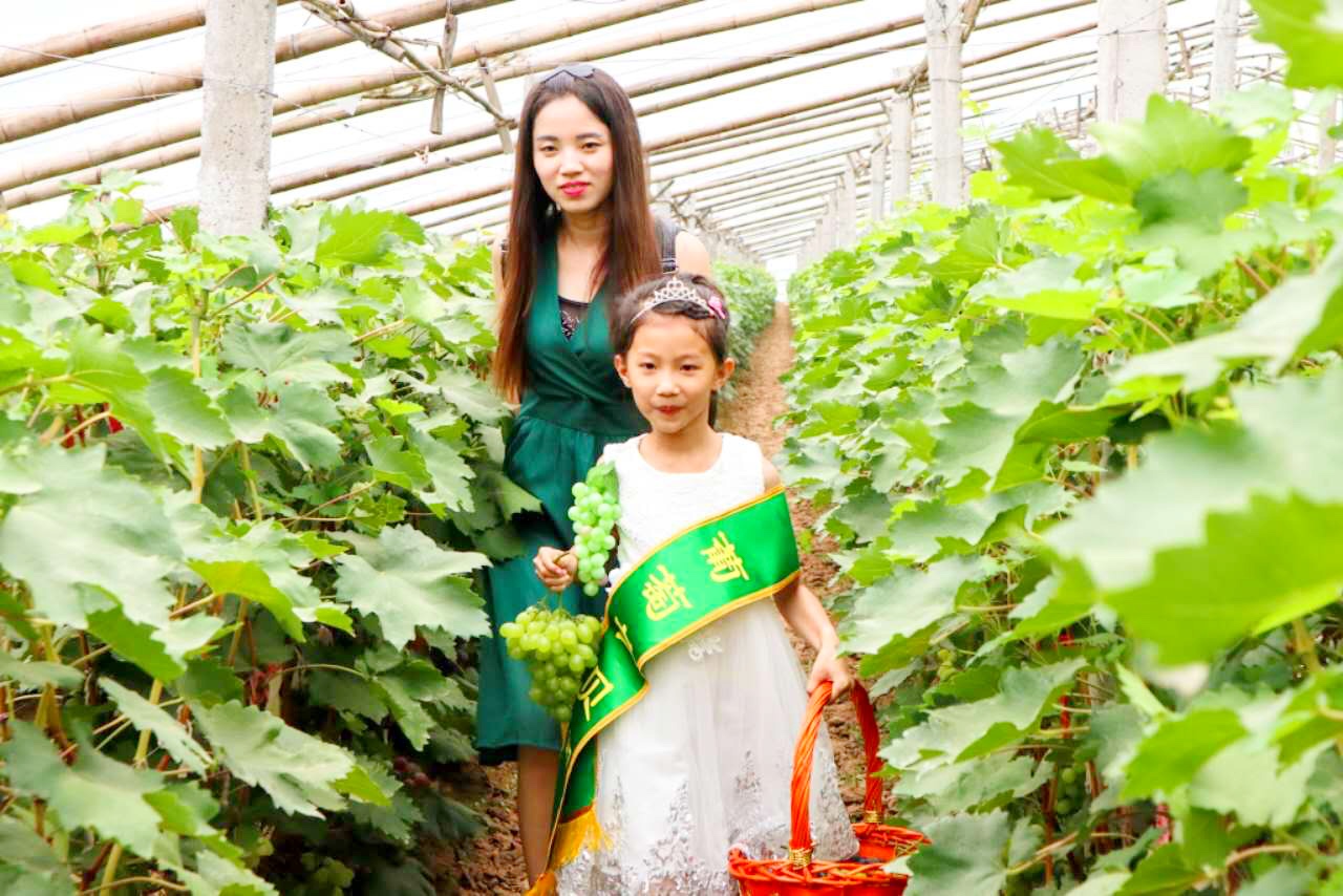 邢台广宗，葡萄王来了