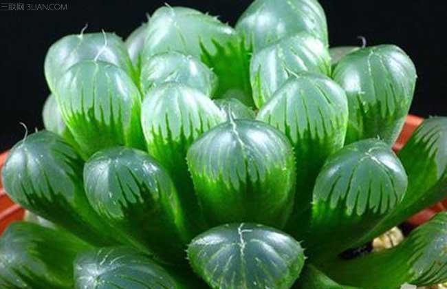 最名贵的玉露,最好看最贵的玉露品种图片