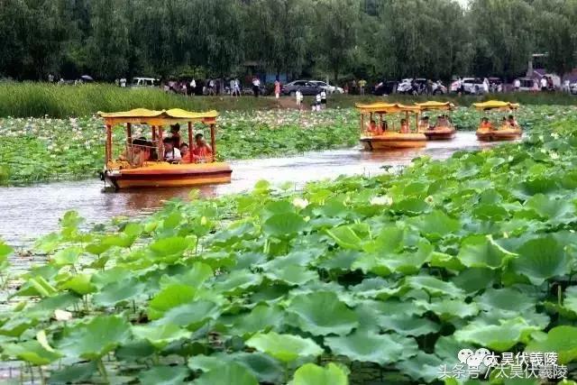 2022淮阳龙湖赏荷旅游月开幕式,中国淮阳龙湖赏荷旅游月活动启动