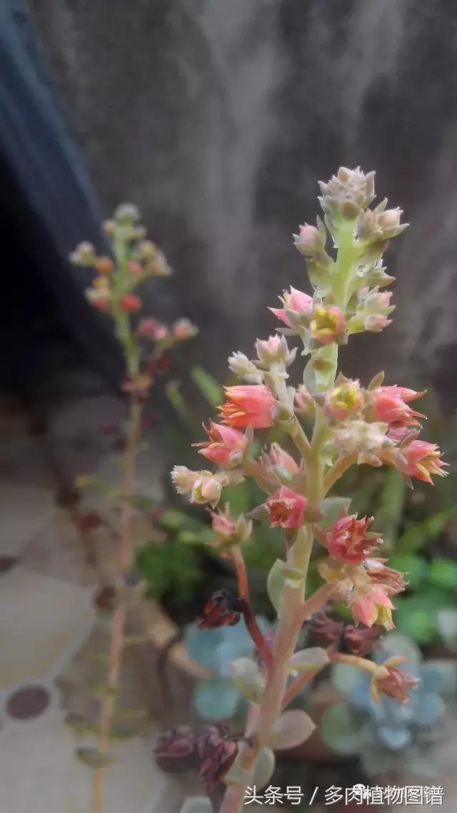 离家一个月20天,离家一个月养猪