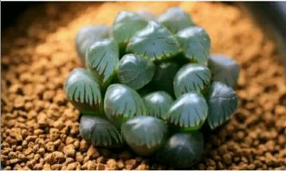 最名贵的玉露,最好看最贵的玉露品种图片