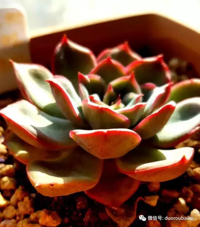 多肉爱好者必须养的有哪些多肉,心头肉多肉