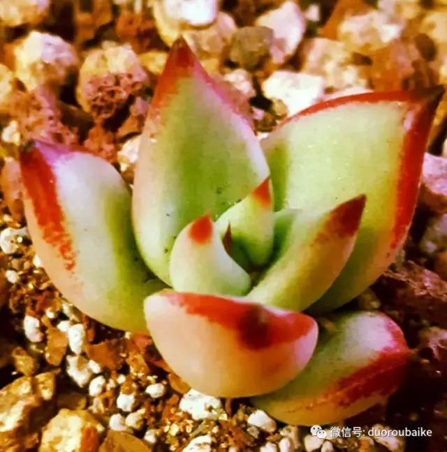多肉爱好者必须养的有哪些多肉,心头肉多肉