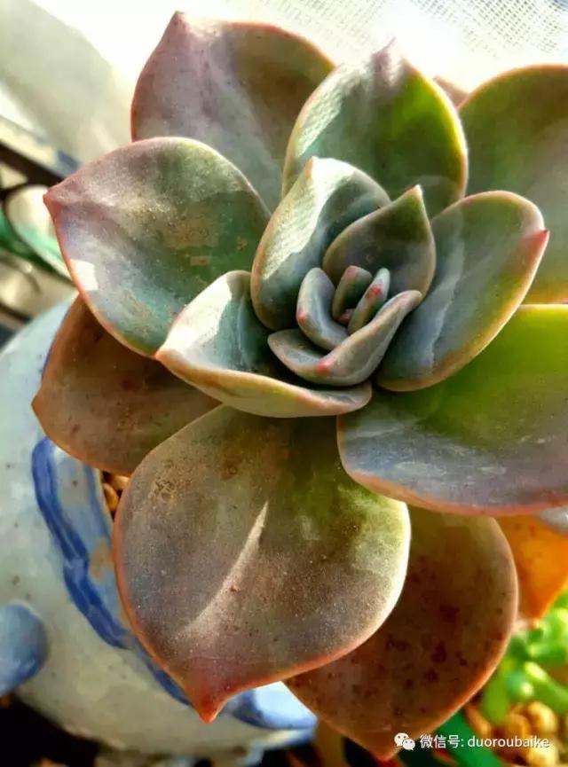 多肉爱好者必须养的有哪些多肉,心头肉多肉