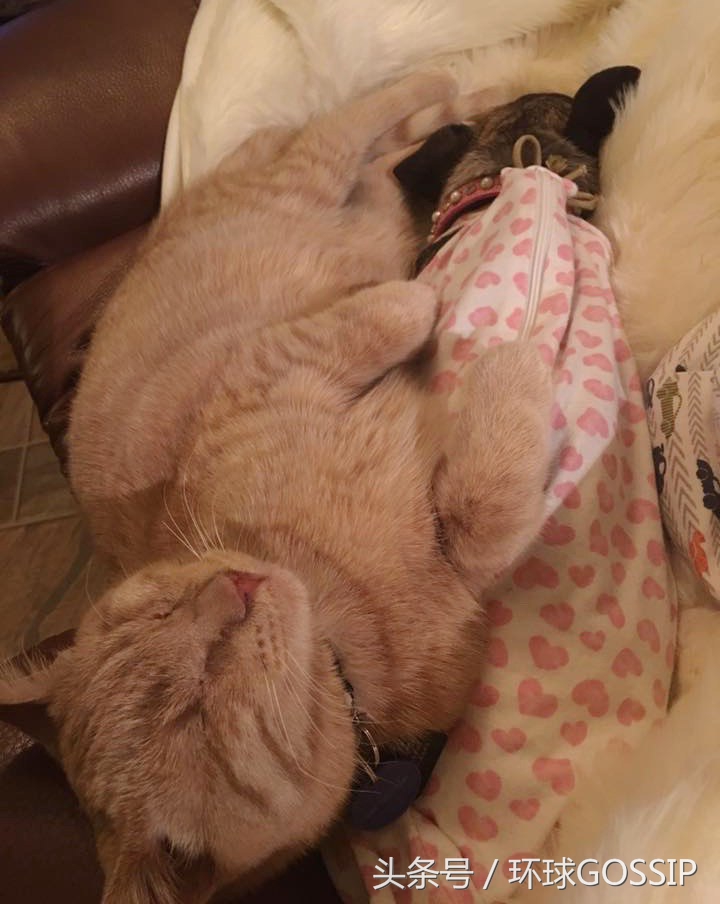 失明的橘猫,失明的小橘猫