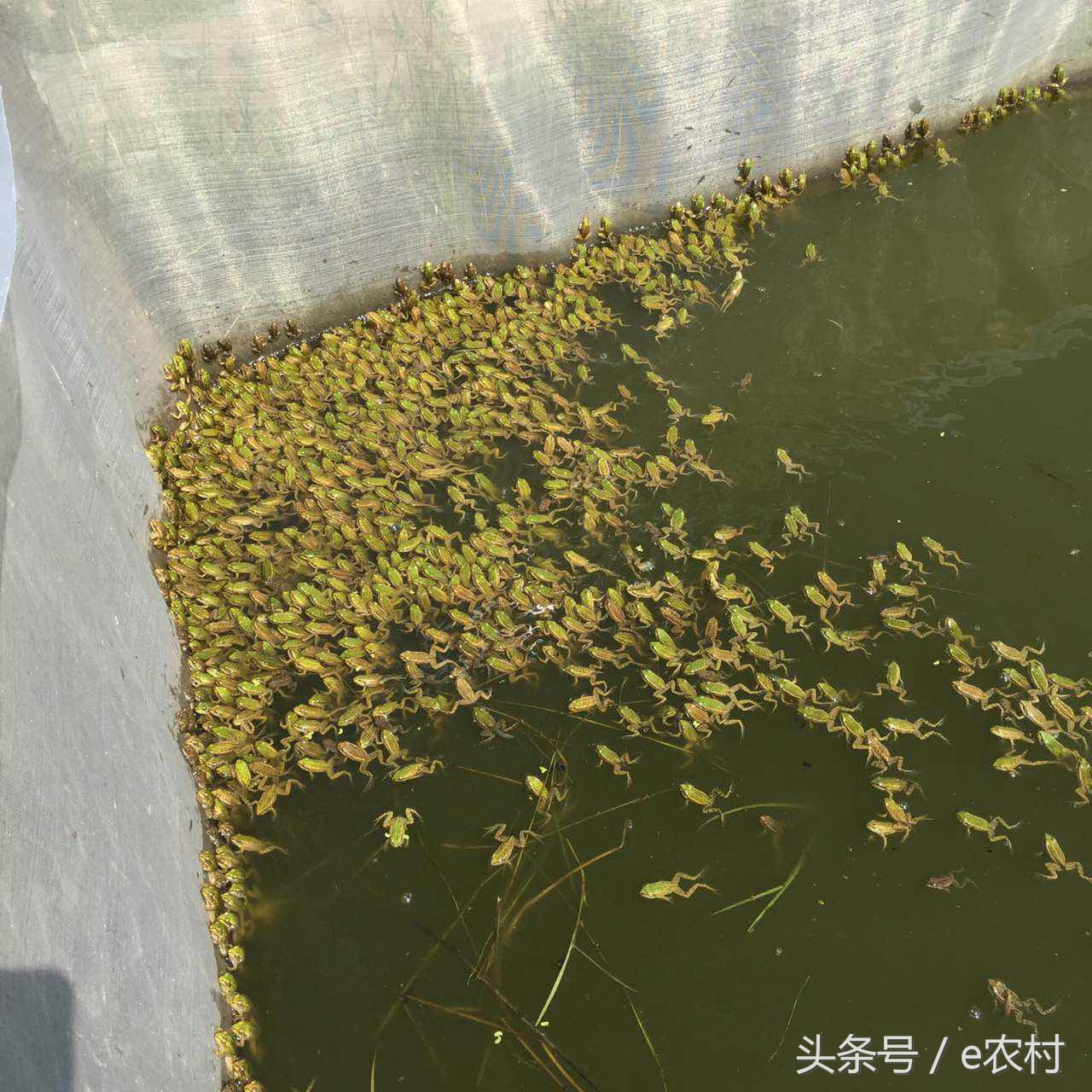 致富经养石蛙近期视频,cctv7致富经酿酒