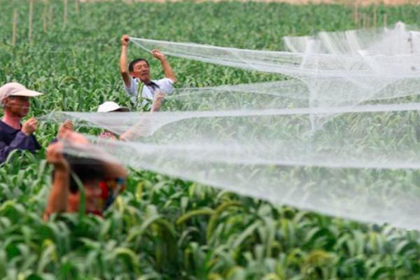 喜鹊祸害庄稼为什么国家要保护,喜鹊为什么泛滥了