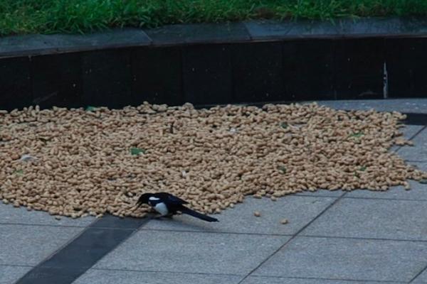 喜鹊祸害庄稼为什么国家要保护,喜鹊为什么泛滥了